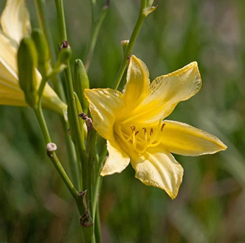 Hohe Taglilie - Hemerocallis altissima - lebende Gartenpflanze aus den Baumschulen