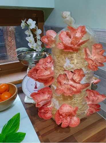 Foragers Table Mushroom Growing Kit, Pink Oyster Straw Log X-Large, 1 Meter Long, Mushroom Grow Kit Easy and Fast Growing, Includes Everything You Will Need Including Living Spawn
