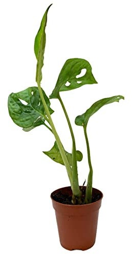 Monstera Obliqua Mini DECOALIVE Planta Natural de Interior