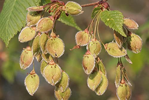 Flatterulme Ulmus laevis Pflanze 70-80cm Flatterrüster Flatter-Ulme Ulme Rarität