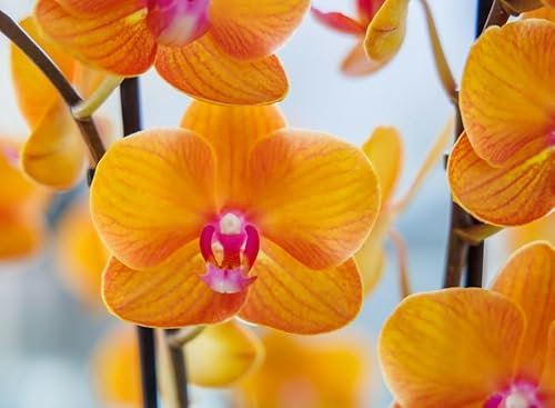 Real Live Phalaenopsis Orchid VAR. BolognaOrange 12Ø 65cm 2stem Flow Flowering Plant