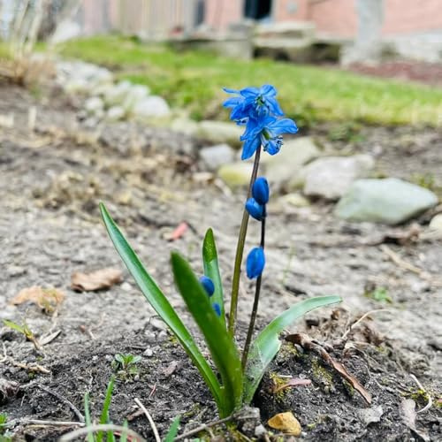 Galanthus woronowii - decorazione degli interni esotica balcone giardino perenni resistenti bulbi resistenti ufficio bonsái 18pcs