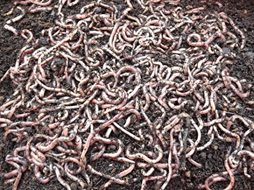 Small Worms (Dendrobaena) Reptile Live Food 50 grams