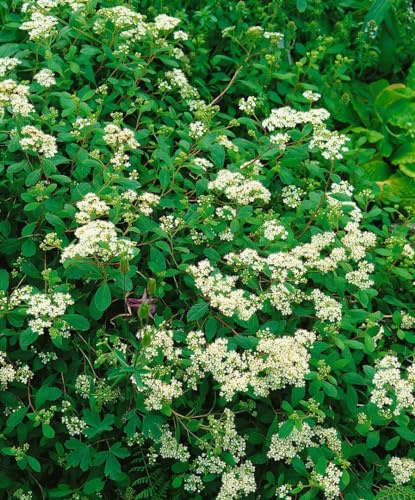 Kriechspiere Spiraea decumbens 30-40 cm Bodendecker winterhart