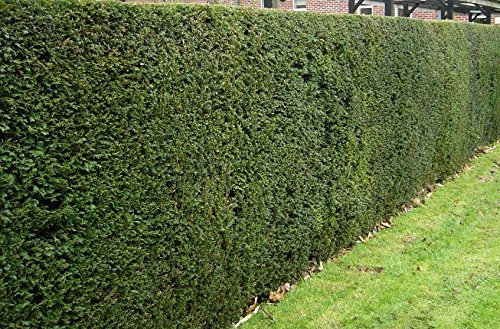 Taxus-Eibe im Topf 30-40 cm