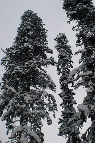 50 Samen der ''echten Nordmanntanne'' -Abies nordmanniana- -Beliebtester Weihnachtsbaum- >Frisches Saatgut<