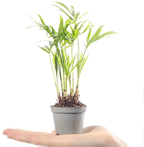 Baby Palmour Palm Plant - Chamaedorea Elegans Small Evergreen Houseplant | Air Purifying Indoor Plant for Home, Office, Kitchen, Bathroom | Grow Your Own Baby Plants