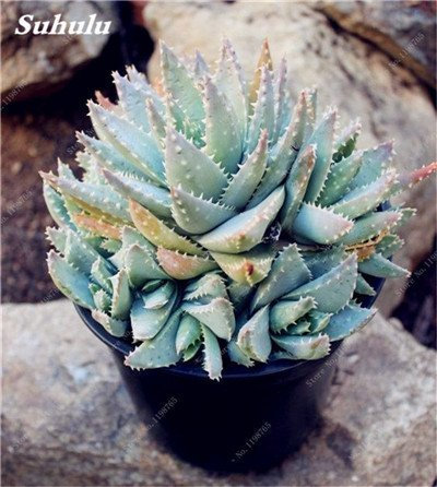Graines d'aloès de couleur rare Plantes succulentes Cactus Beauté comestible Fruits Légumes Graines Herbes Plantes Mini Jardin & Balcon Plantes Paquet de 100 graines