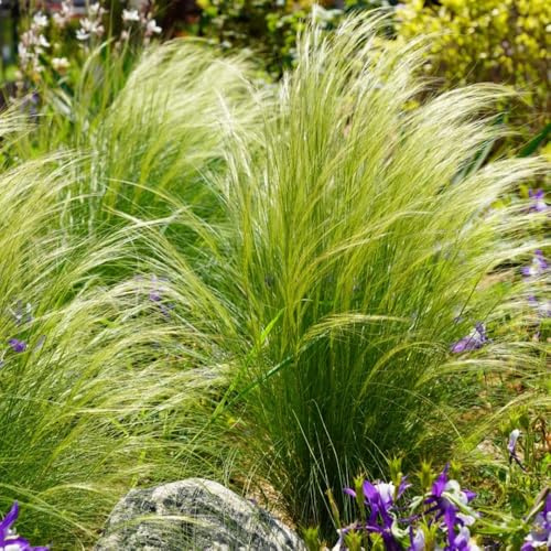 semi di piuma ornamentale resistente per balconi da balcone perenne resistente tappezzante rare 60pcs