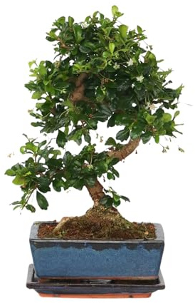 Plant in a Box - Carmona microphylla - Hauteur 20-30cm - Bonsaï Carmona Forme en S - Pot 20cm