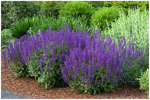 Stauden Gänge 3 x Salvia sylvestris 'Mainacht' Blauer Pracht winterhart | Salbei 'Mainacht' – winterharte Staude & Bienenweide für sonnige Beete, mehrjährig, 1 L Topf (11x11 cm)