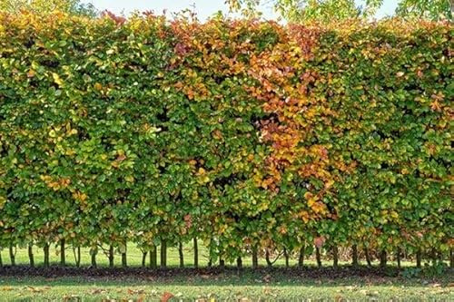 25pcs plants de haie de charme commun 80–120 cm – Carpinus betulus – haie de jardin – charme blanc – plants à racines nues