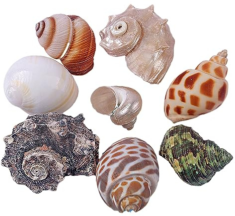 Coquillages naturels, Coquilles de crabe ermite grandes à moyennes conque naturelles(M)