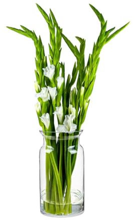 TREND FOR HOME Große Glasvase Hoch 29.5 cm Blumenvase Gross Bodenvase Glas Große Vase Amaryllis Vase Tulpen Runde Glasvase Zylinder Durchsichtig Vasen für Boden | Ø 16 cm | Sunflower