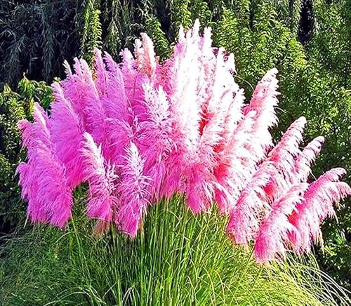 Pampas Grass Pink Feather - 200 Seeds + Plant tag + Freebie - Cortaderia selloana - Ornamental Grass
