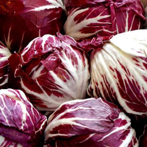1000 Palla Rosa Radicchio Seeds for Planting Heirloom Non GMO 4+ Grams Garden Vegetable Bulk Survival Microgreems Sprouts