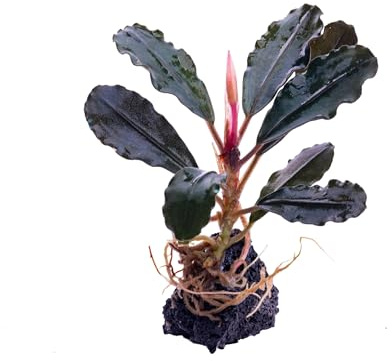 NatureHolic Bucephalandra Brownie Helena Aufsitzerpflanze - Purpurviolette Wasserpflanze fürs Aquarium - Langsam wachsende Aufsitzer Deko - Ideal für Vordergrund Bepflanzung
