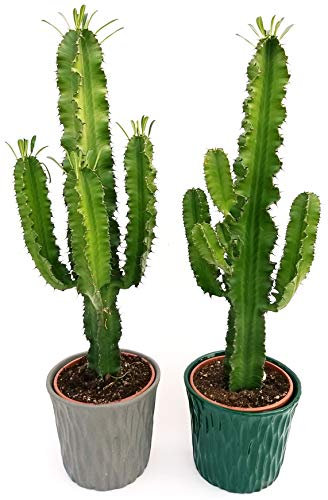 POWERS TO FLOWERS - EUPHORBIA VULCANA ERITREA, SPINA DI CRISTO, CACTUS DEL FREDDO, 2 PIANTE IN VASO CERAMICA ANTRACITE e VERDE, vaso 20cm altezza 70cm, pianta vera