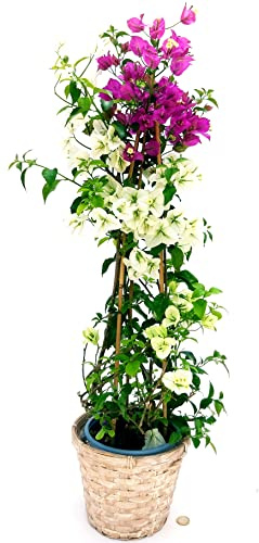 POWERS TO FLOWERS - BOUGAINVILLEA, BUGANVILLEA BICOLORE BIANCA e FUCSIA, IN CESTO VIMINI, pianta vera