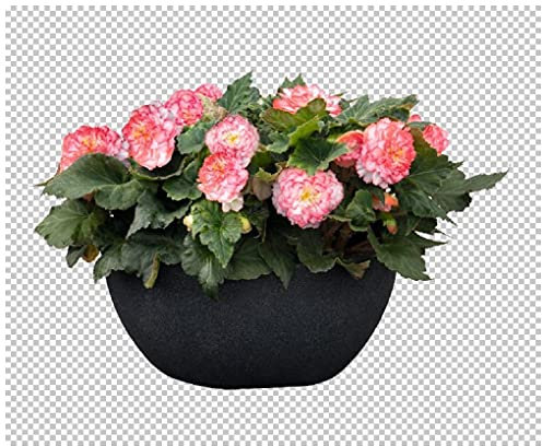PREMIER SEEDS DIRECT - Begonia Tuberous - Non Stop - Rose Petticoat F1 (150 Pellets)