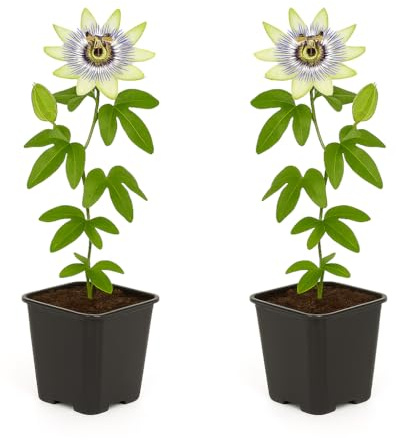 Exotenherz Kletterpflanzen - Passionsblume - Passiflora caerulea - 2er Set - 11cm Topf
