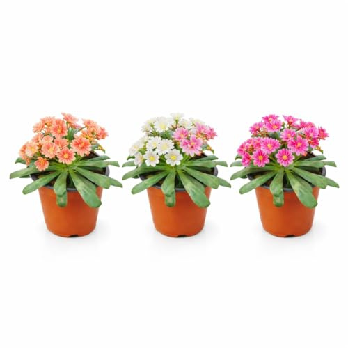 I GIARDINI DI GIULIA - Lewisia Colori Mix, Set 3 Piante Fiorite da Esterno, Vaso D.14 H.25 cm, per Balcone, Terrazzo e Giardino