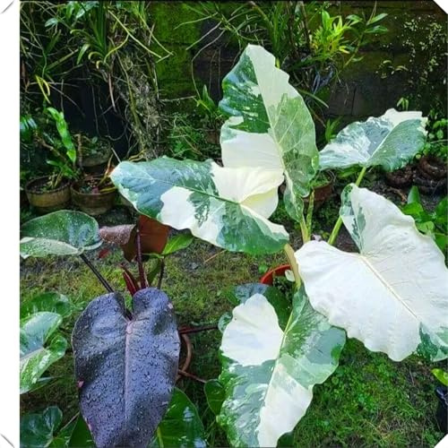 Bulbos de oreja de elefante: de rápido crecimiento, toleran tanto la sombra como el sol, agregan un toque verde y tropical a su hogar.-3bulbos-D