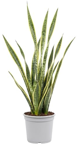 Lengua de Suegra de Interior DECOALIVE - Sansevieria Trifasciata Laurentii 17 cm de Maceta Planta Natural Resistente 50-55 cm