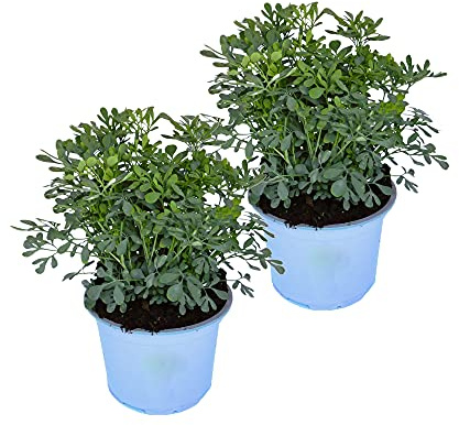 Ruda Pack de 2 Unidades de Ruta Graveolens Plantas Aromáticas para Cocinar y para la Suerte