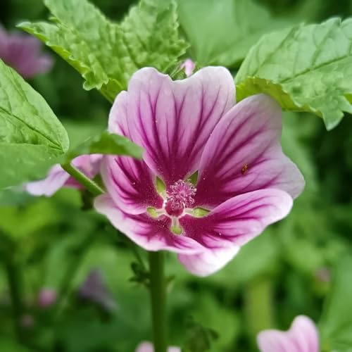 semillas de malva perenne resistente - jardín rocas 1200pcs