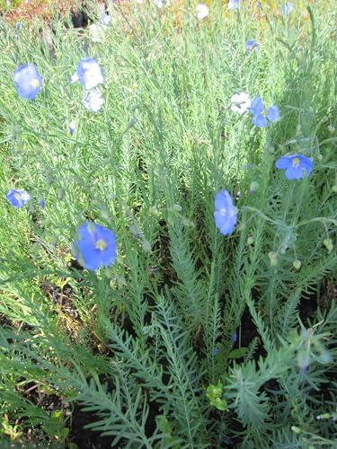 Stauden-Lein - Ausdauernder Lein - Linum perenne Verpackungseinheit 5