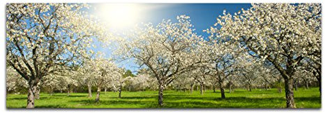 Paul Sinus Art Panoramabild XXL auf Leinwand und Keilrahmen 180x70cm Apfelbäume Blüten Frühling Sonnenlicht