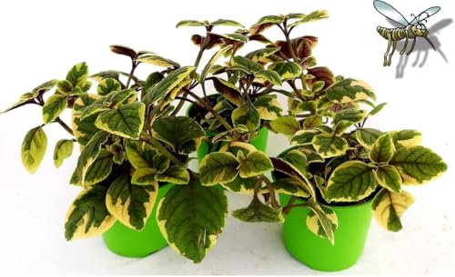 POWERS TO FLOWERS - INCENSO, PLECTRANTHUS LIME LIGHT, OERTENDAHLLI IN VASO 14cm, 3 PIANTE, piante vere