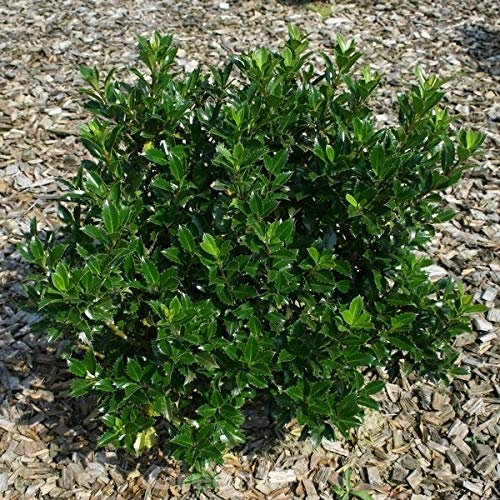 Stechpalme Ilex Heckenpracht 100-125cm - Ilex meserveae - lebende Gartenpflanze aus den Baumschulen