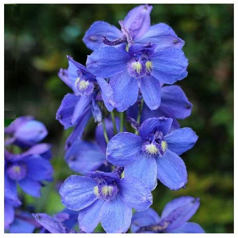 Delphinium Belladonna 'Bellamosum Dark Blue' / Larkspur/Seeds