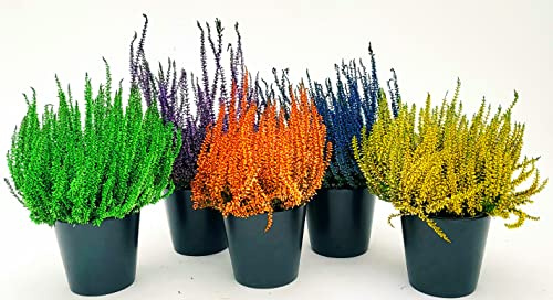 POWERS TO FLOWERS - ERICA CALLUNA COLOR LIFE, 5 PIANTE V12CM, piante vere