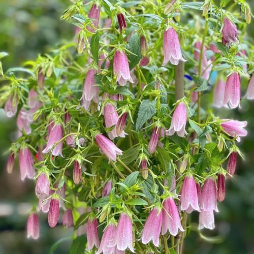 glockenblumen mehrjährig - deko gartenpflanzen winterhart bodendecker 350samen