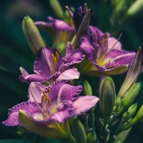 Semi di daylily, Hemerocallis fulva, resistenti all'esterno perenni agli emerocallidi, decorazioni campo 250pcs