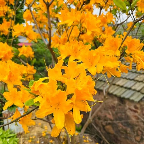 semi di rododendro - azalea, tappezzanti resistenti 200pcs