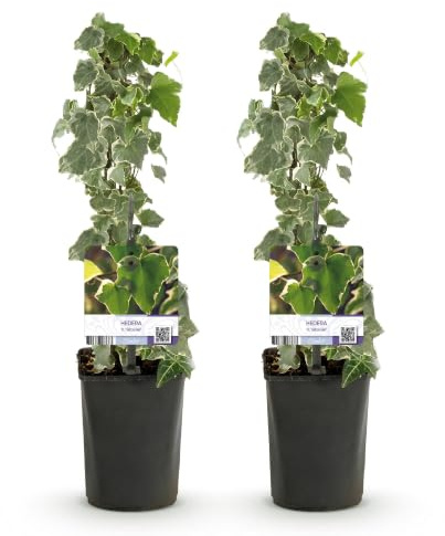 GreenboutiQ - Kletterpflanze - Hedera helix - Blätter grün - Immergrün - 2 Pflanzen - Topf 11cm Höhe 40cm