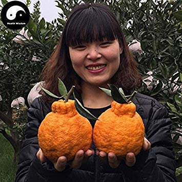 Potseed Samen Keimung: 60pcs: Kaufen hässliche Orangenfruchtsamen wachsen Zitrusbaum für Obst Sweet Orange