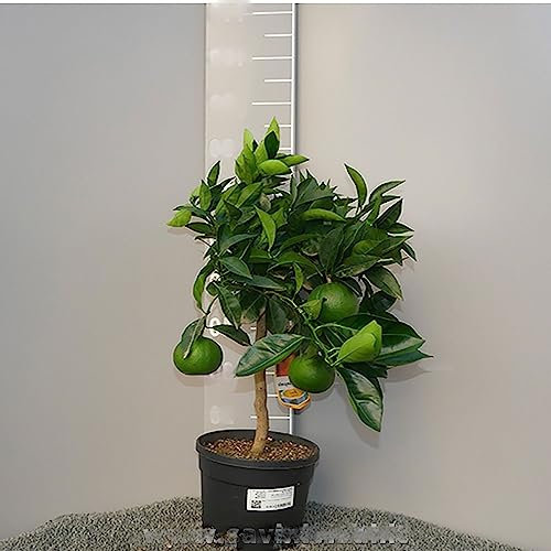 SAVINI VIVAI orange vanille agrumes en pot de 20 cm hauteur 70 cm 2-3 ans de greffage, fabriqué en Italie