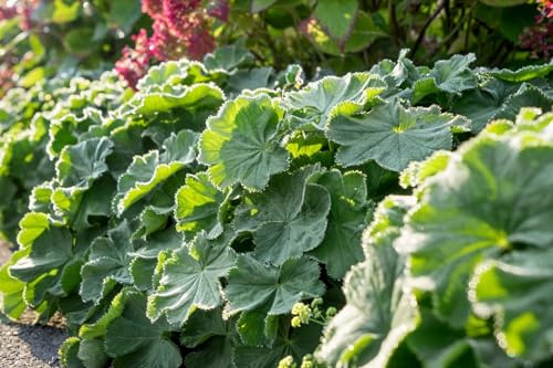Alchemilla mollis 'Robustica' 9x9 cm Topf – Winterhart, Mehrjährig, Pflegeleicht – Frauenmantel – Bodendecker für Beete & Rabatten