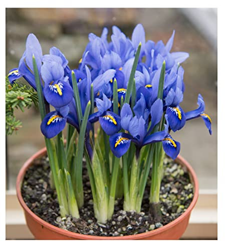 Oliwier's Bulbs 20x Iris Reticulata Harmony Bulbs Dwarf Miniature Blue Flowers Ideal for Rockeries Pots Borders Hardy Early Spring Garden Perennial