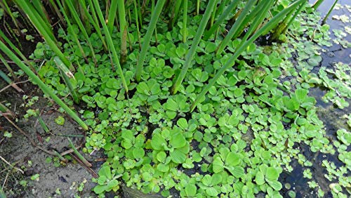 Mühlan Wasserpflanzen Grande laitue d'eau pour étang et Bassin de Jardin