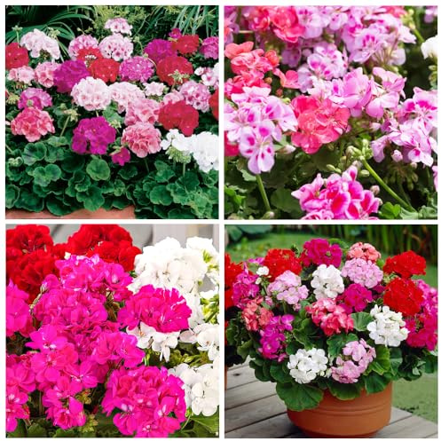 10+ Geranium Flower Seeds for Planting-Perennial Geranium Bedding Basket Plant Seeds