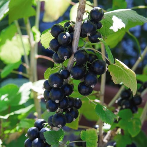 Blackcurrant 'Big Ben' - High Yield, Large Sweet Fruits, Disease Resistant - Ideal for Fresh Eating and Cooking 3 Litre Pot x 2 by Thompson & Morgan