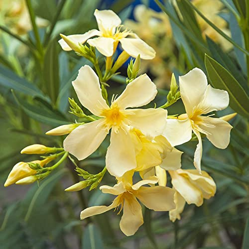 semi di oleandro, rampicanti d'appartamento giardino interno d'appartamento esotiche resistenti recisi decorazioni 6pcs