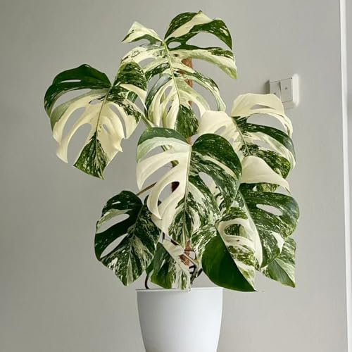 Semillas de Monstera, exóticas Monstera Deliciosa Variegata, regalos para amantes de las semillas de regalos sostenibles decoración 250pcs