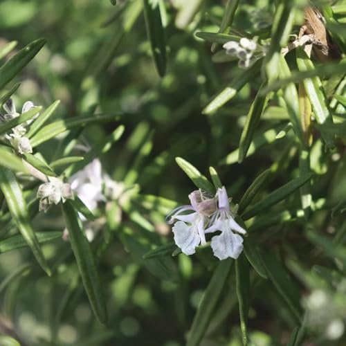 semi di rosmarino resistenti - rosmarino - medicinali, strisciante di selvatici perenni resistenti balcone giardino 400pcs